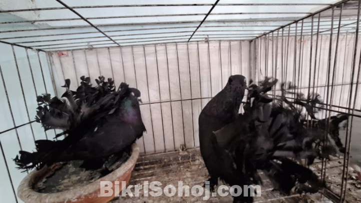 Lokkha Kobutor লক্ষ্যা কবুতর ১ টি বাচ্চা সহ